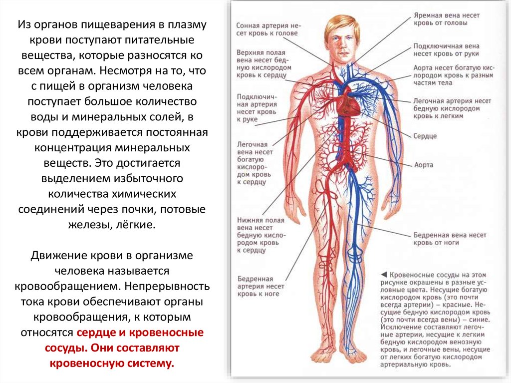 Кровеносная система человека доставляет лекарственные впр. Кровеносная система. Легкие и кровеносная система. Артерии и вены в организме человека. Артерии в человеческом теле.