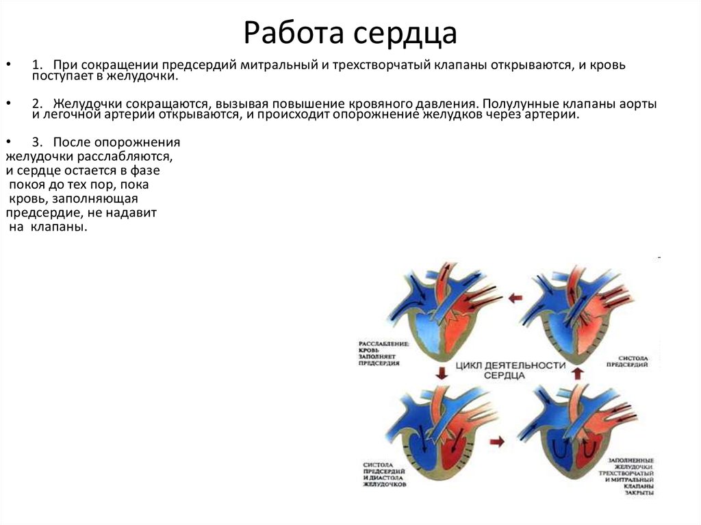 Давление крови в правом предсердии. Клапаны сердца при сокращении предсердий. При сокращении желудочков сердца клапаны. При сокращении предсердий створчатые. При сокращении предсердий полулунные клапаны.