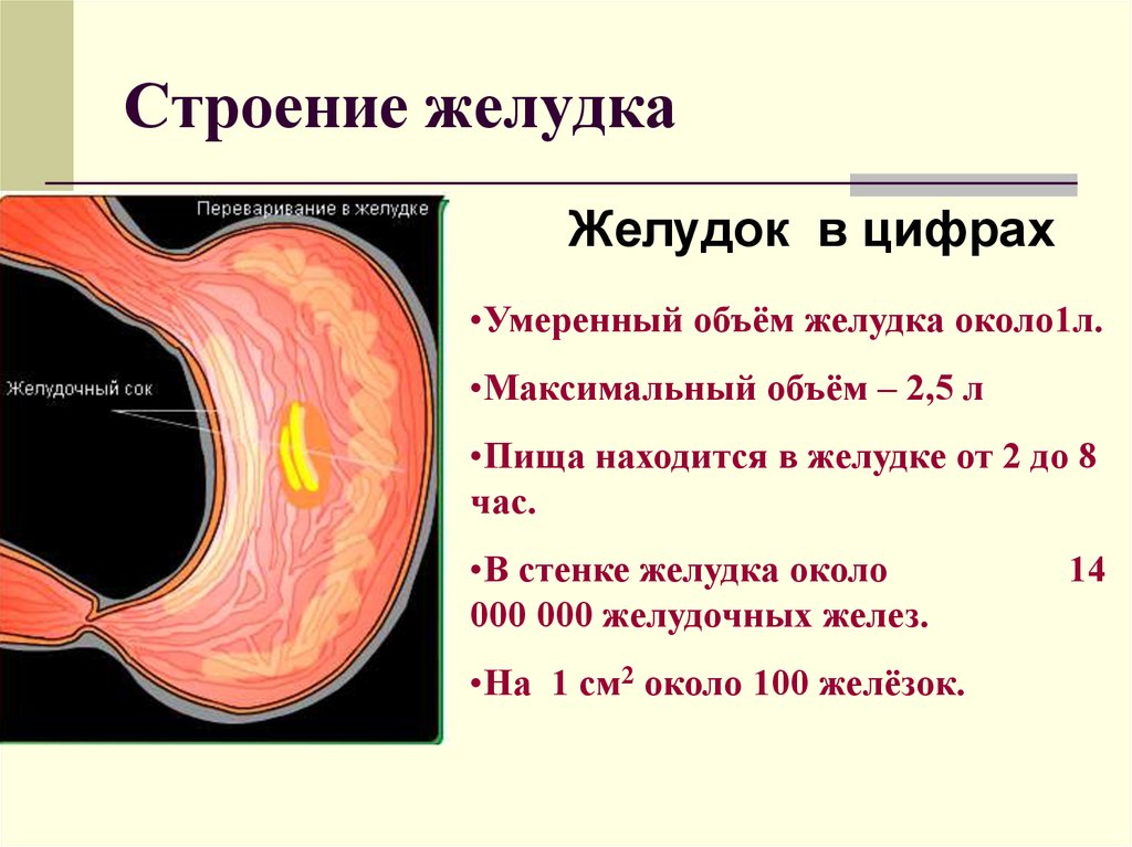 Желудок условия. Строение желудка. Объем желудка. Опишите строение желудка. Объём желудка взрослого человека.