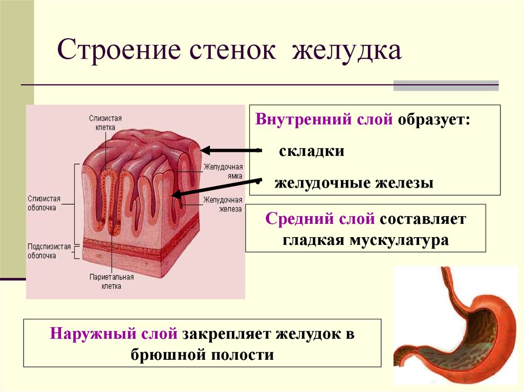 3 функции слизистой оболочки. Слои стенки желудка анатомия. Схема строения стенки ЖКТ. Ткань наружного слоя желудка.