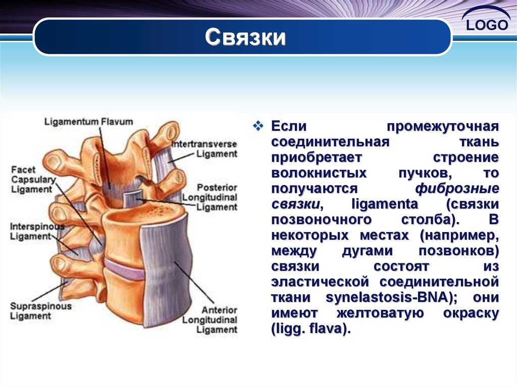 Сухожилия образованы из ткани. Связочный аппарат позвоночника анатомия. Функции связочного аппарата. Связки строение соединительная ткань. Эластическая связка анатомия.