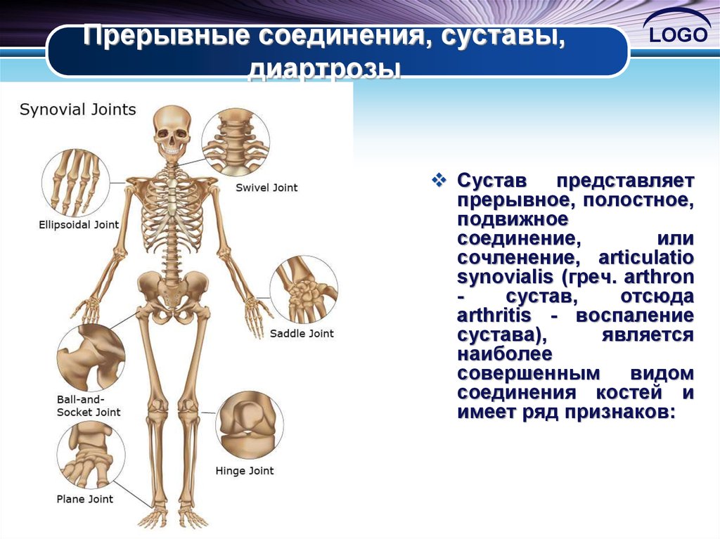 Прерывное соединение кости. Строение тела суставы. Суставы скелета человека. Скелет с названием суставов. Суставы название анатомия.