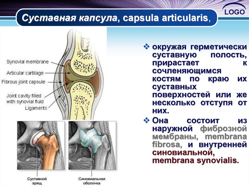 Суставная. Синовиальная мембрана и и суставная капсула. Строение сустава суставная капсула. Фиброзная мембрана суставной капсулы. Синовиальная капсула коленного сустава.