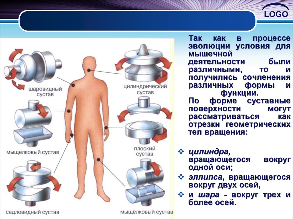 Мыщелковый сустав