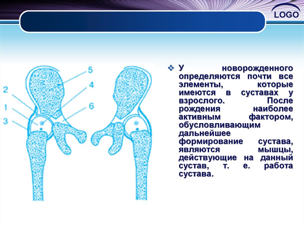 Суставы развитие