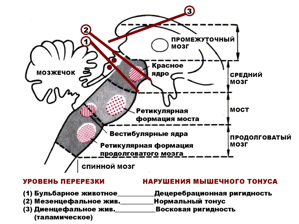 Схема спинальных механизмов регуляции мышечного тонуса с каналами обратной связи