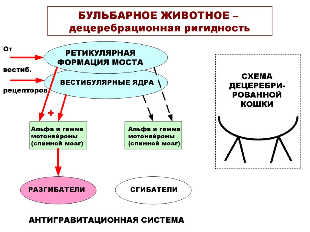 БУЛЬБАРНОЕ ЖИВОТНОЕ – децеребрационная ригидность