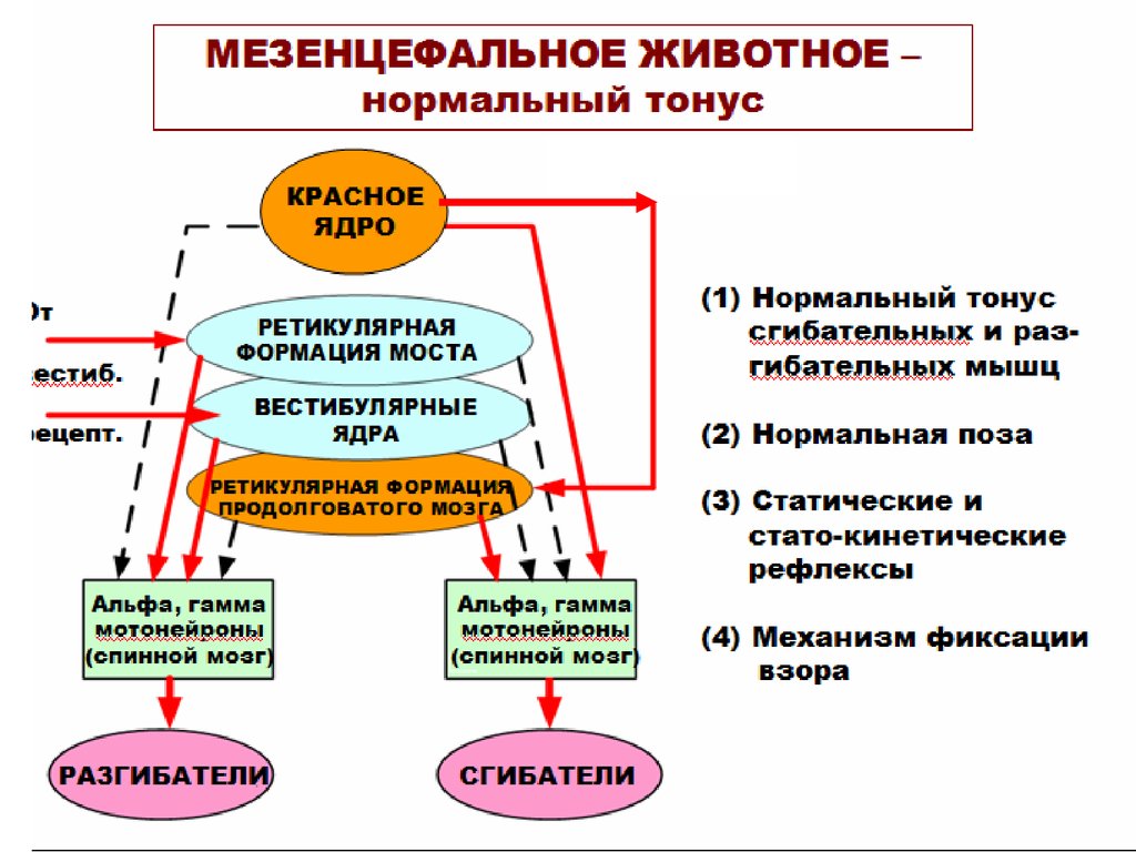 Спинальный тонус