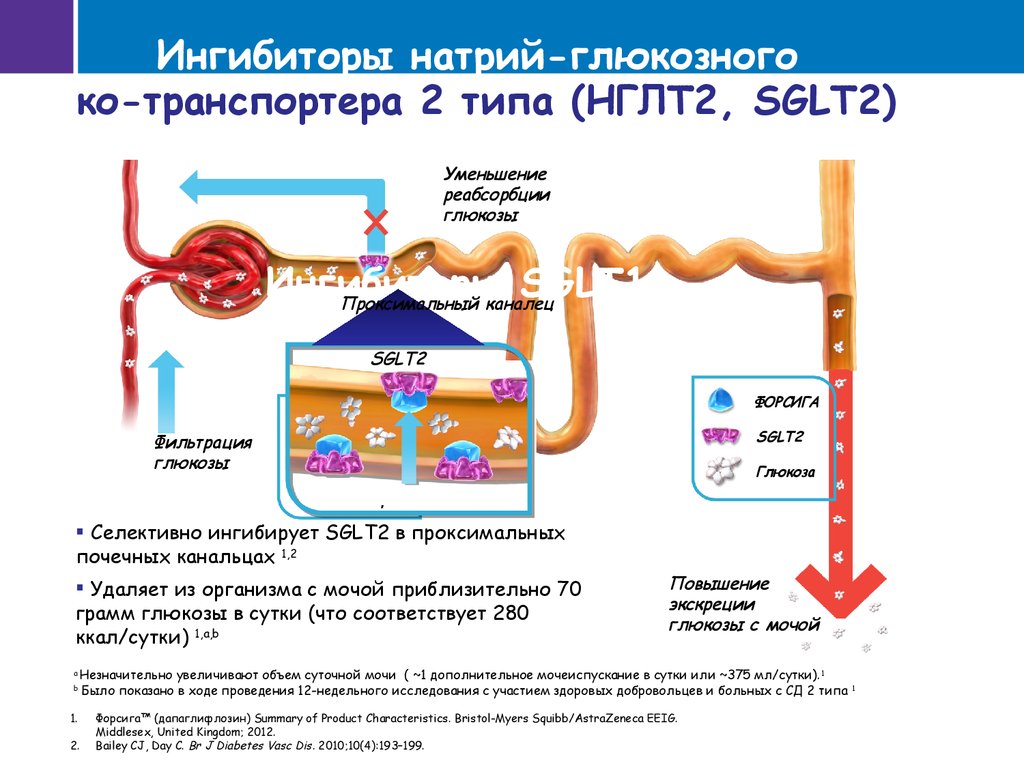 Ингибиторы натрий глюкозного котранспортера 2