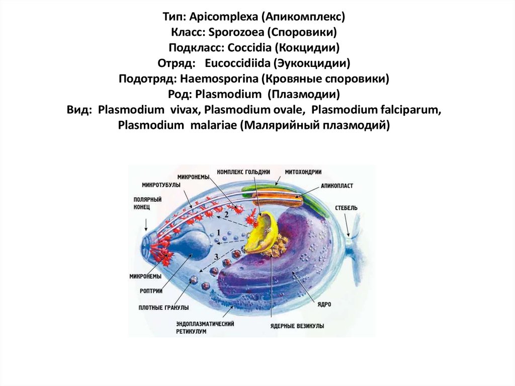 Apicomplexa. Апикомплексы строение. тип апикомплексы класс споровики. тип апикомплексы представители. характеристика типа apicomplexa.