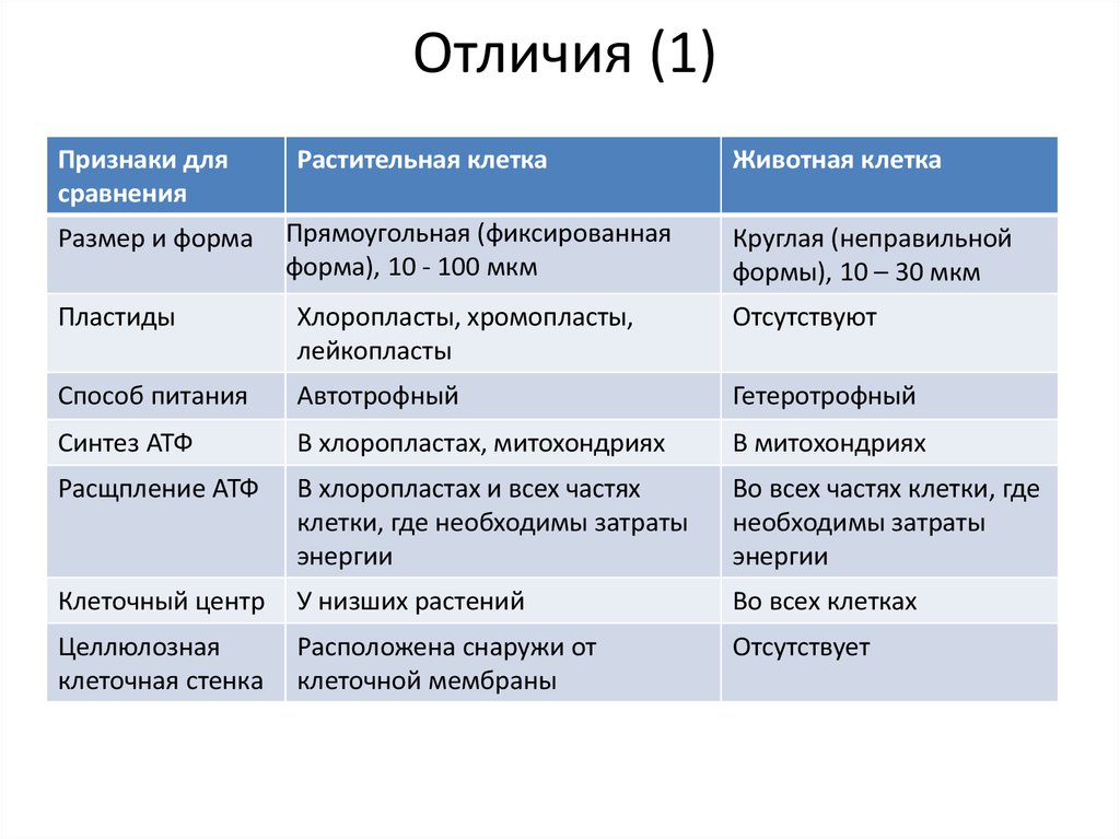 Сходство живых клеток. Сравнительная таблица митохондрий и пластид. Сравнительная таблица митохондрий и хлоропластов. Различия митохондрий и пластид. Сравнение клеток растений и животных.