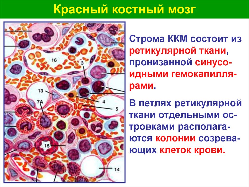 Клетки образующиеся в красном костном мозге. Ретикулярная ткань Строма красного костного мозга. Основные структурные компоненты красного костного мозга. Образование клеток крови в Красном костном мозге гистология. Компоненты красного костного мозга гистология.