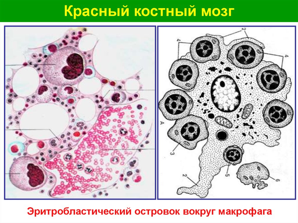 Железо в макрофагах. Эритробластические островки красный костный мозг. Макрофаги красного костного мозга. Строение макрофага гистология. Эмбриогенез красного костного мозга.