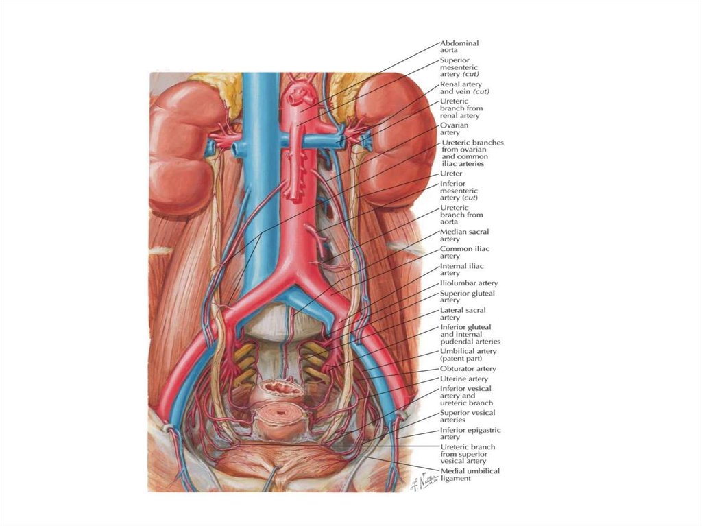Вена артерия мочеточник. Мочевой пузырь анатомия топография. Топография мочеточника анатомия. Синтопия мочеточника. Мочевой пузырь и мочеточники у женщин.