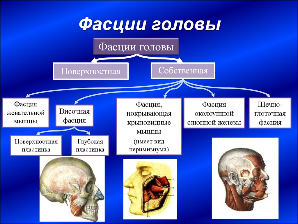 Мышцы головы и шеи презентация