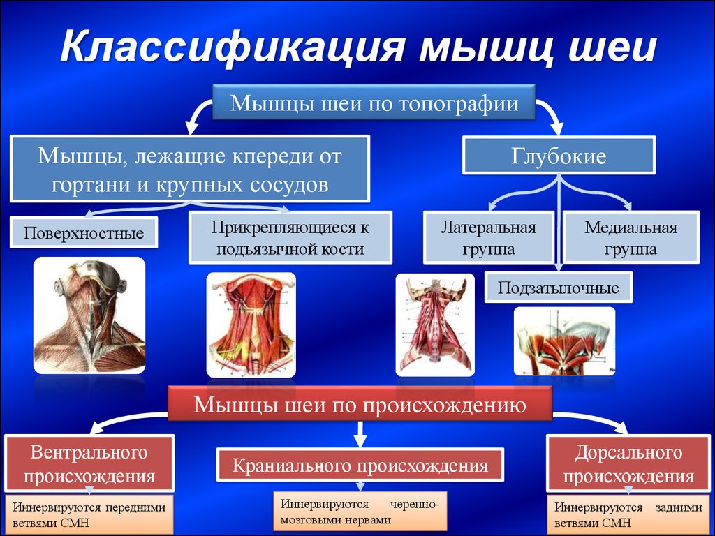 Мышцы шеи презентация