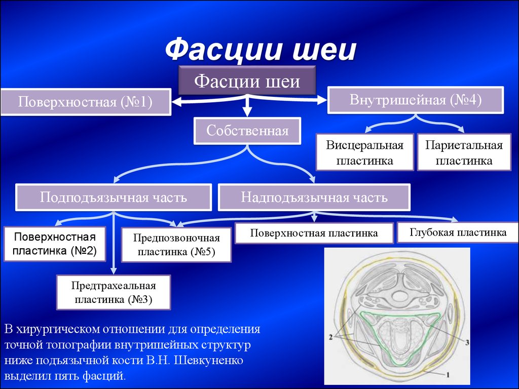 Фасции шеи. Поверхностная пластинка собственной фасции шеи. Классификация фасций шеи. Поверхностная фасция шеи. Анатомическая классификация фасций шеи.