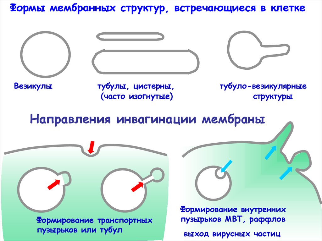 Мембрана форма. Формирование мембранных структур. Возникновение мембранных структур. Образование мембранных структур. Формирование мембранных структур и пробионтов.