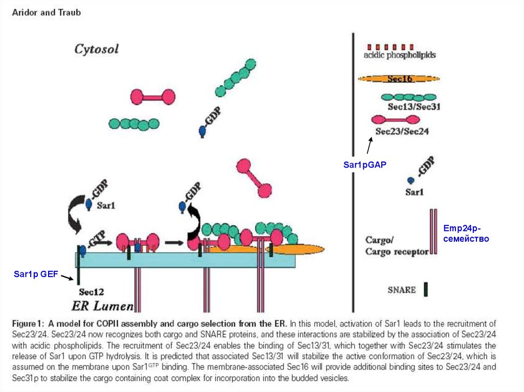 Sec 23. 3. Везикулярный транспорт. Snare Proteins. Т тубула. Типы везикулярного транспорта.