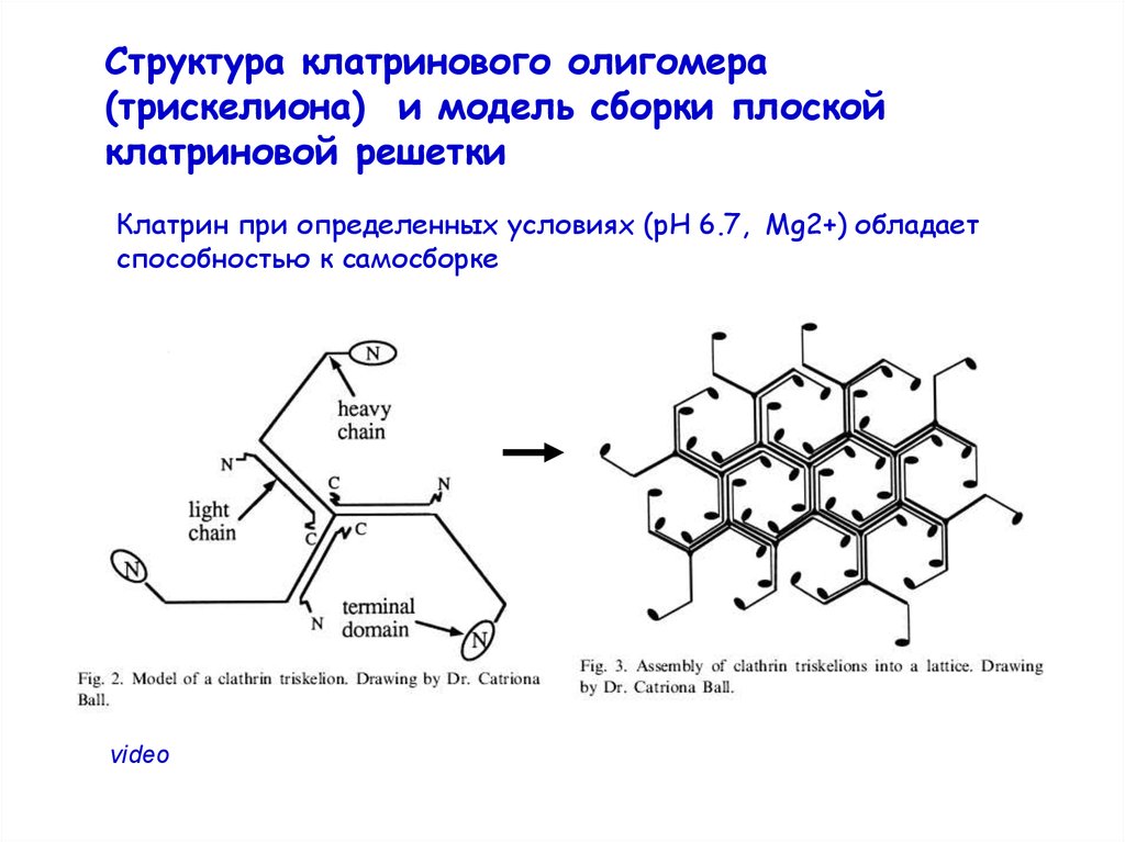 4 1 3 структура. Структура олигомеров. Функции клатрина. Клатриновая оболочка функции. Трискелион клатрин.