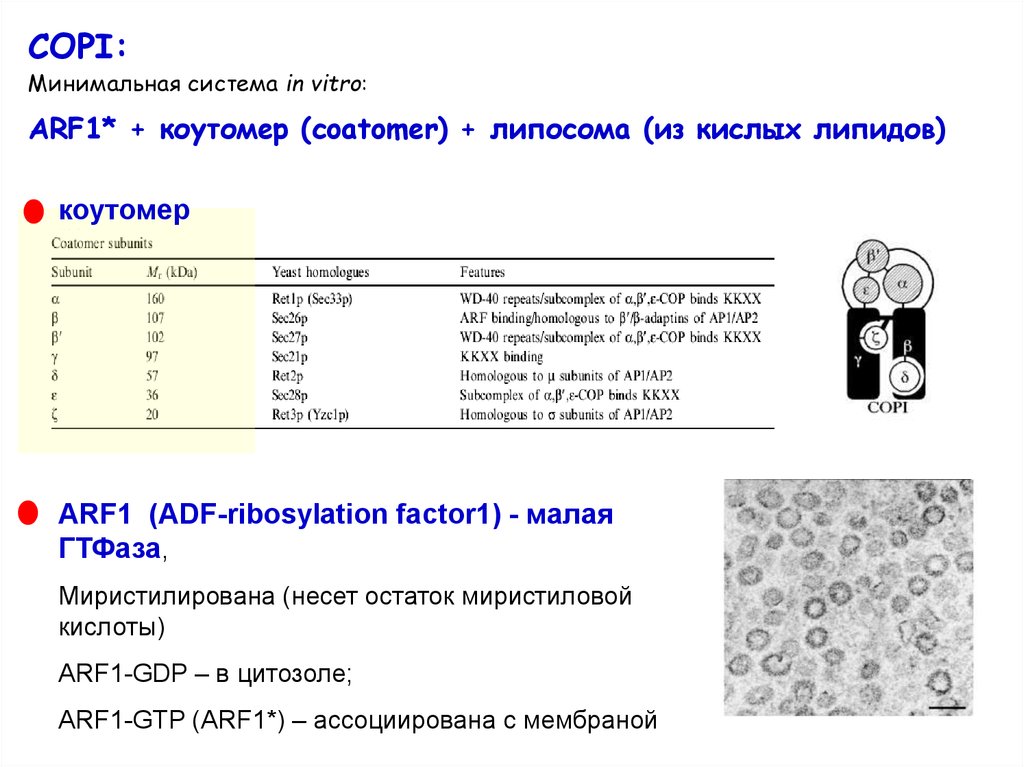 Минимальная системы. Arf1. ГТФАЗА. Последовательность copis. Малая ГТФАЗА.