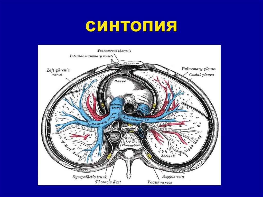 Синтопия это. Топография сердца синтопия. Голотопия и синтопия сердца.