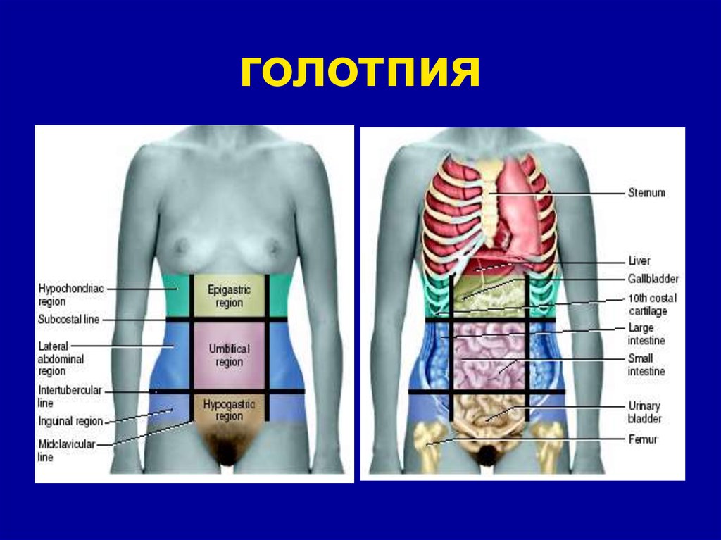 Голотопия. Голотопия внутренних органов. Голотопия органов живота. Голотопия проекция органов.