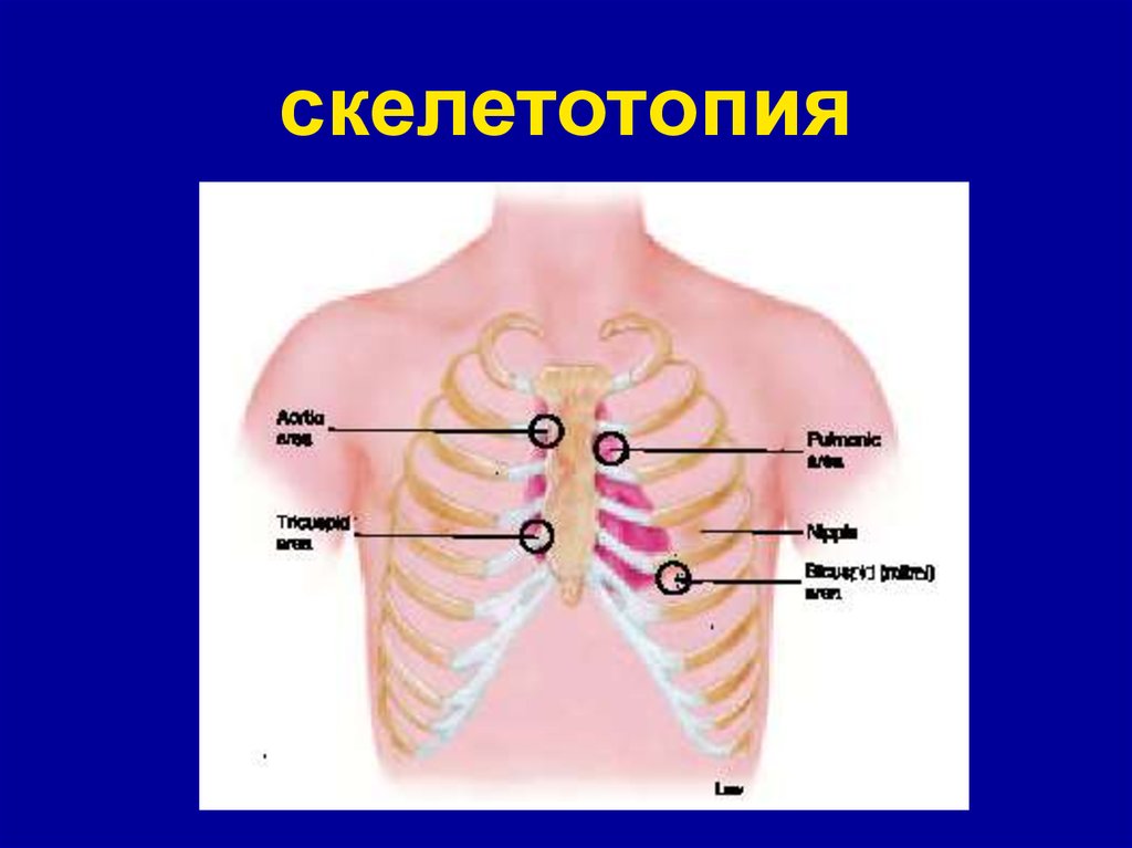 Синтопия скелетотопия. Скелетотопия. Скелетоскопия. Скелетотопия сердца. Скелетотопия органов человека.