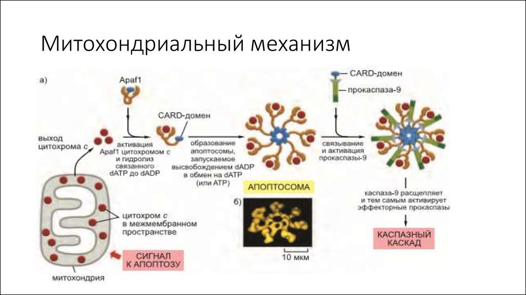 Внутренний путь. Митохондриальный механизм апоптоза. Внешний путь апоптоза схема. Митохондриальный механизм развития апоптоза. Внешний путь апоптоза механизмы развития.