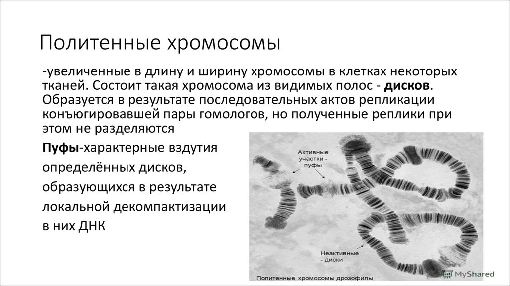 Хромосомы образованы. Бальбиани политенные хромосомы. Препарат политенные хромосомы дрозофилы. Политенные хромосомы дрозофилы микроскоп. Политенные хромосомы механизм формирования.