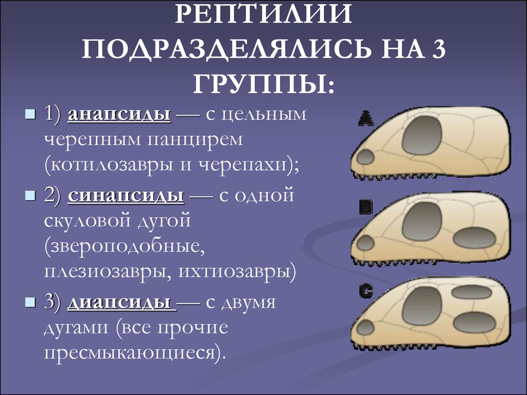 Диапсиды. Диапсиды череп. Синапсиды и диапсиды. Анапсиды синапсиды. Типы черепа рептилий.