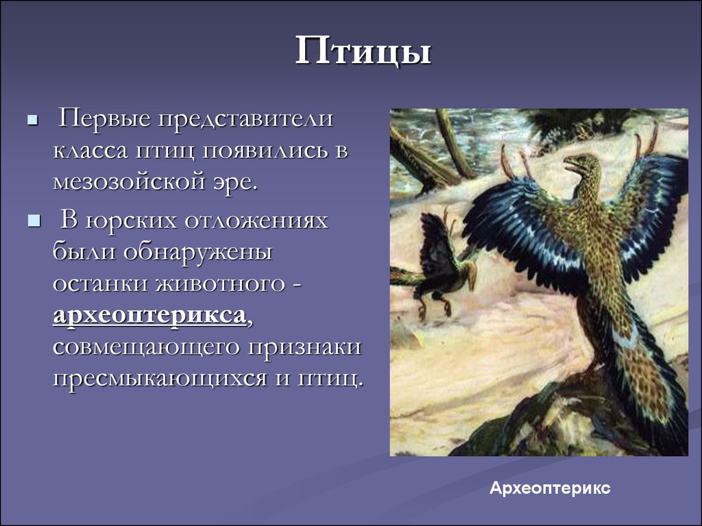 Откуда появились птицы. Археоптерикс и Эволюция. Древняя птица Археоптерикс. Археоптерикс Эволюция птиц. Первые птицы появились в эру.