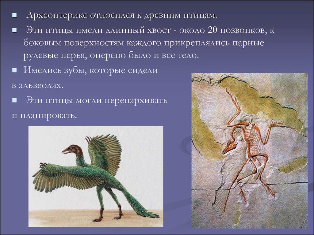 Откуда появились птицы. Палеонтология Археоптерикс. Хвостовые позвонки у археоптерикса. Древняя птица Археоптерикс. Археоптерикс скелет Эволюция.