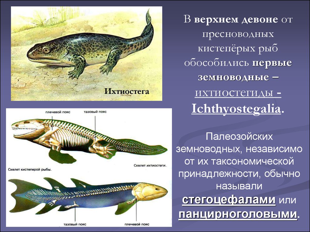 Рыба относится к пресмыкающимся. Ихтиостега Девонский период. Девонская ихтиостега. Ихтиостега и Эволюция. Переходные формы ихтиостега.