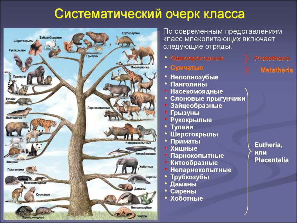 Млекопитающие древо
