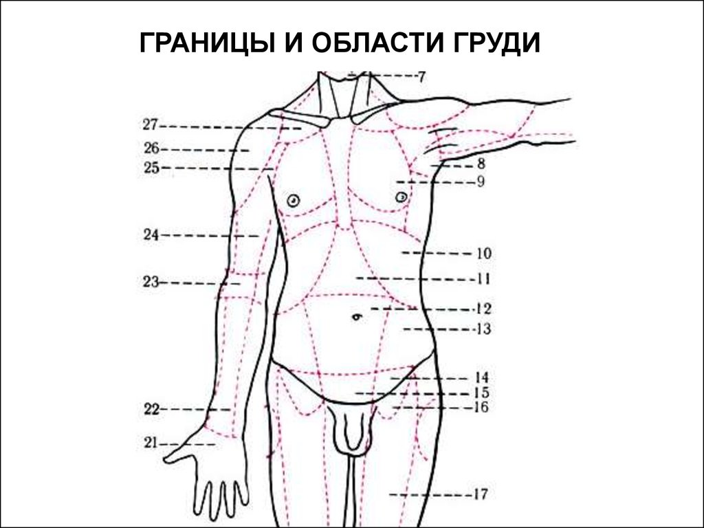 9 областей живота. Топография области тела человека. Границы области груди. Области груди и живота. Границы груди и живота.
