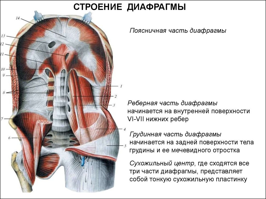 Фасции мочеполовой диафрагмы. Диафрагма топографическая анатомия мышцы. Диафрагма строение и функции. Каково Анатомическое строение диафрагмы. Грудинная часть диафрагмы.