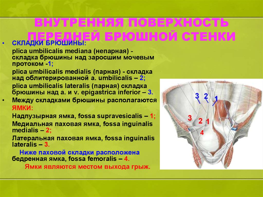 Топография брюшной стенки презентация