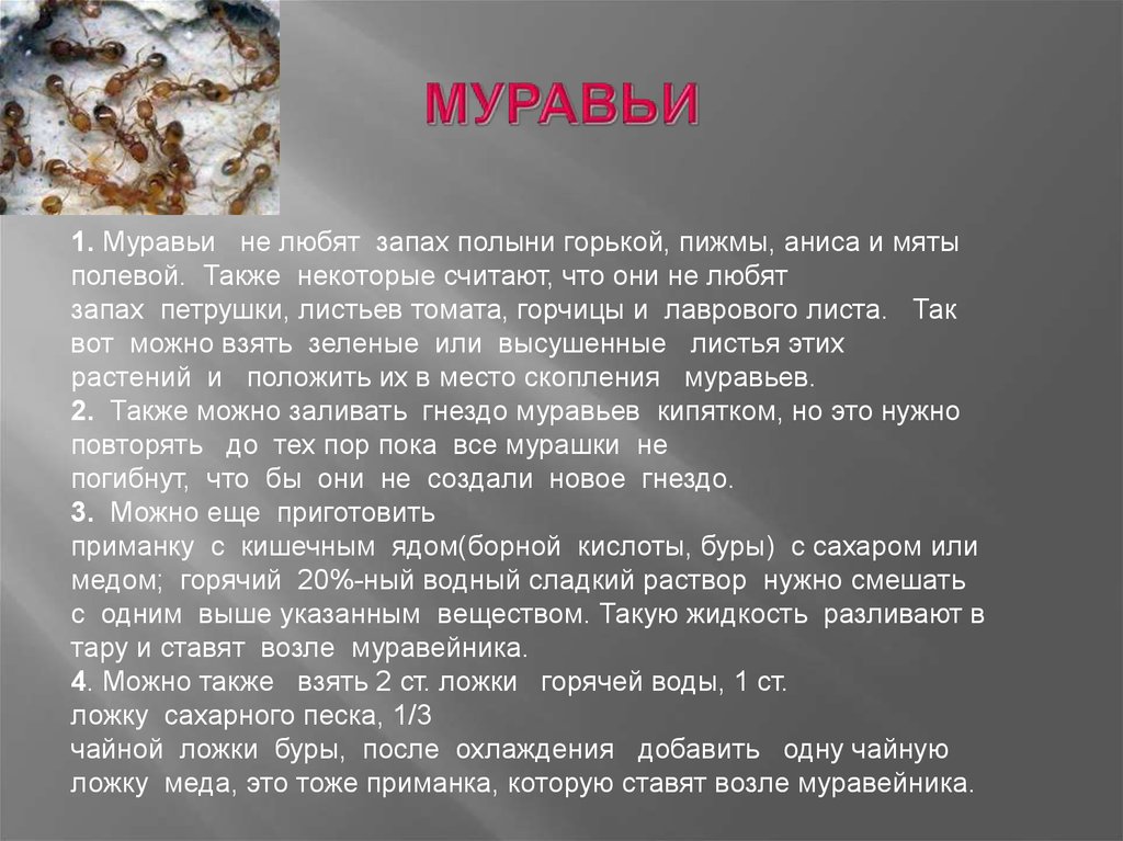 Чего боятся муравьи