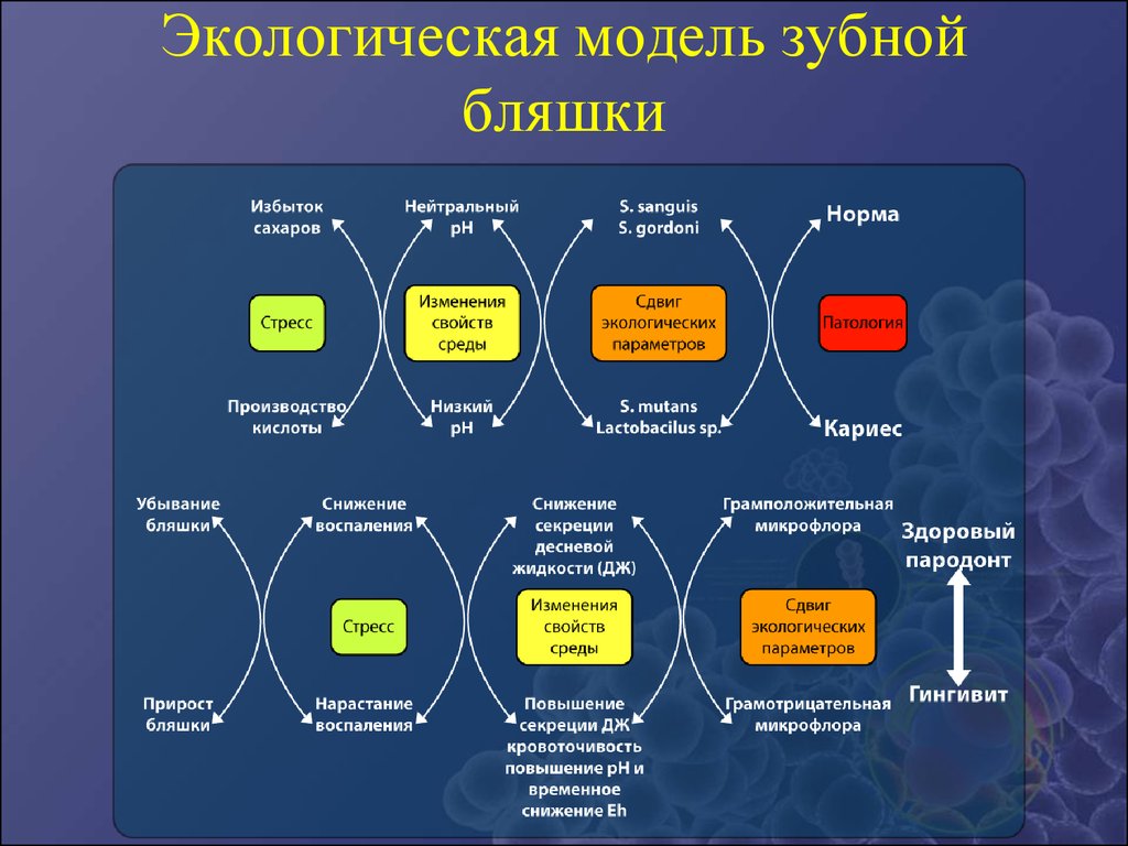 Моделирование экологической системы. Экологическая модель. Модель в экологии. Экологическая модель примеры. Экологическое моделирование примеры.