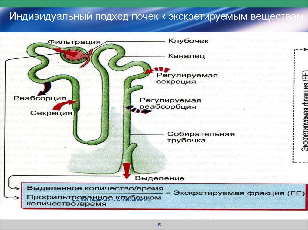 Гормоны почек презентация