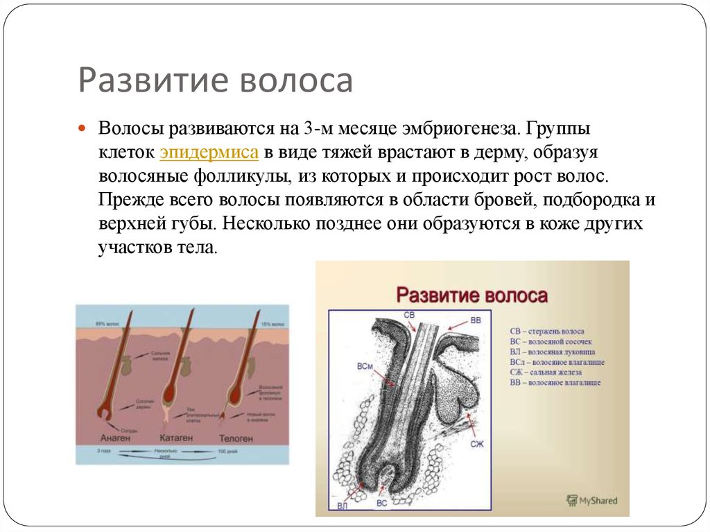 Рост волос на голове схема