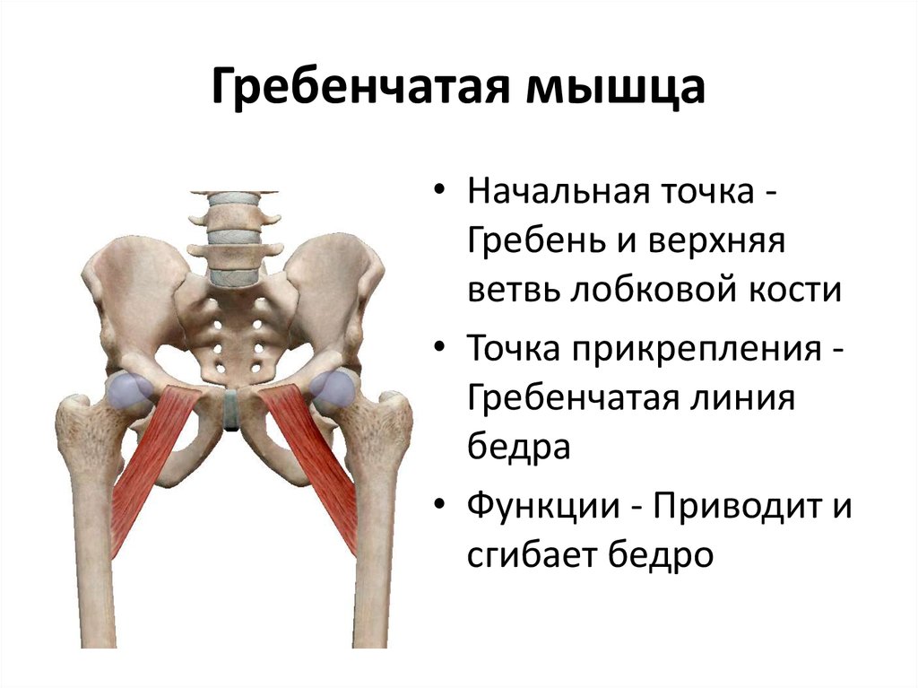 Место кости. Гребенчатая мышца бедра анатомия. Короткая приводящая мышца функции. Гребенчатая мышца бедра начало и прикрепление функции. Гребенчатая мышца начало прикрепление функции.