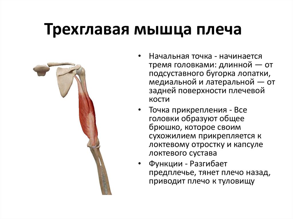 Как понять крепление бицепса. Место прикрепления трехглавой мышцы плеча. Длинная головка трехглавой мышцы функции. Трехглавая мышца плеча функции. Трехглавая мышца плеча крепление.