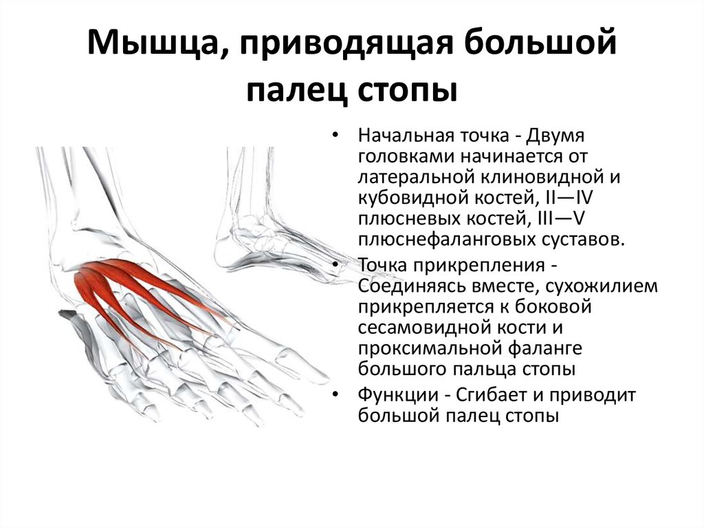 Почему дергается рука нога. Мышца приводящая 1 палец стопы. Функция мышцы, отводящей большой палец стопы:. Мышцу отводящую большой палец стопы иннервирует. Сухожилие мышцы отводящей большой палец стопы.