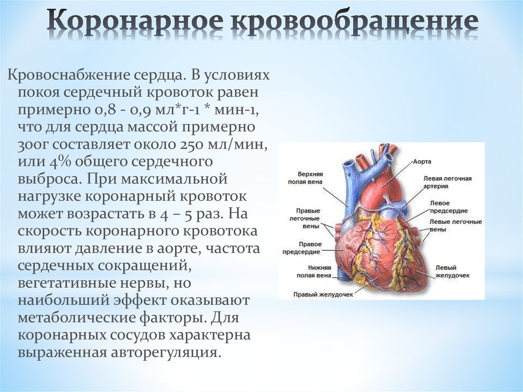 Коронарное кровообращение схема