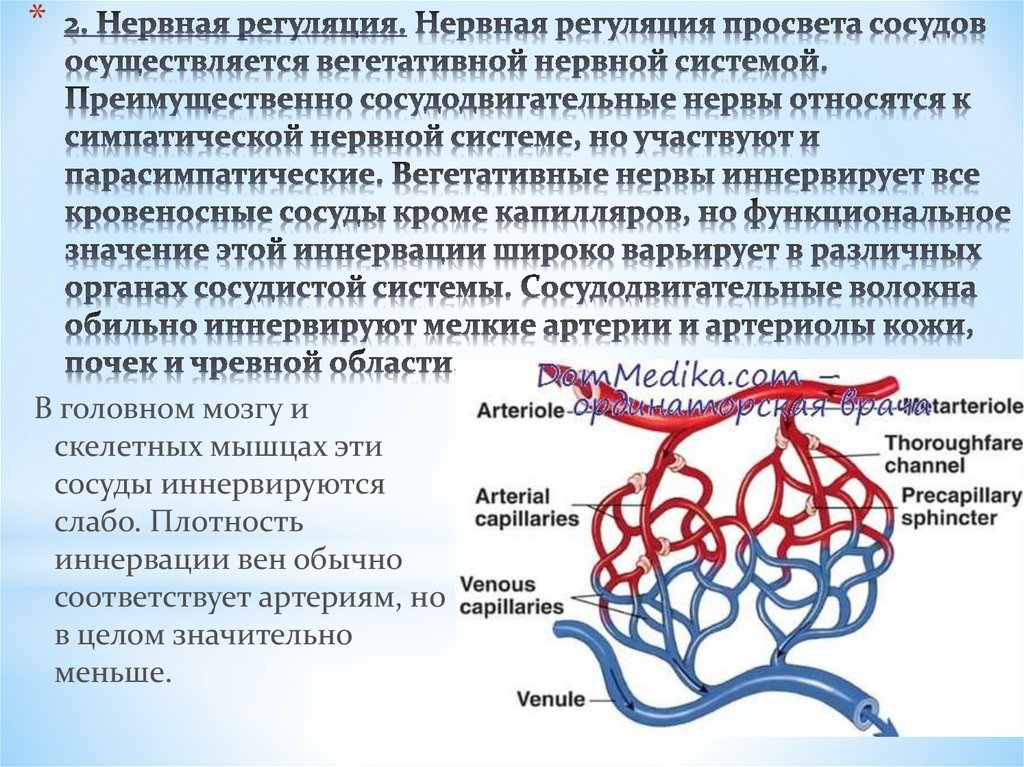 2. Нервная регуляция. Нервная регуляция просвета сосудов осуществляется вегетативной нервной системой. Преимущественно сосудодвигательн