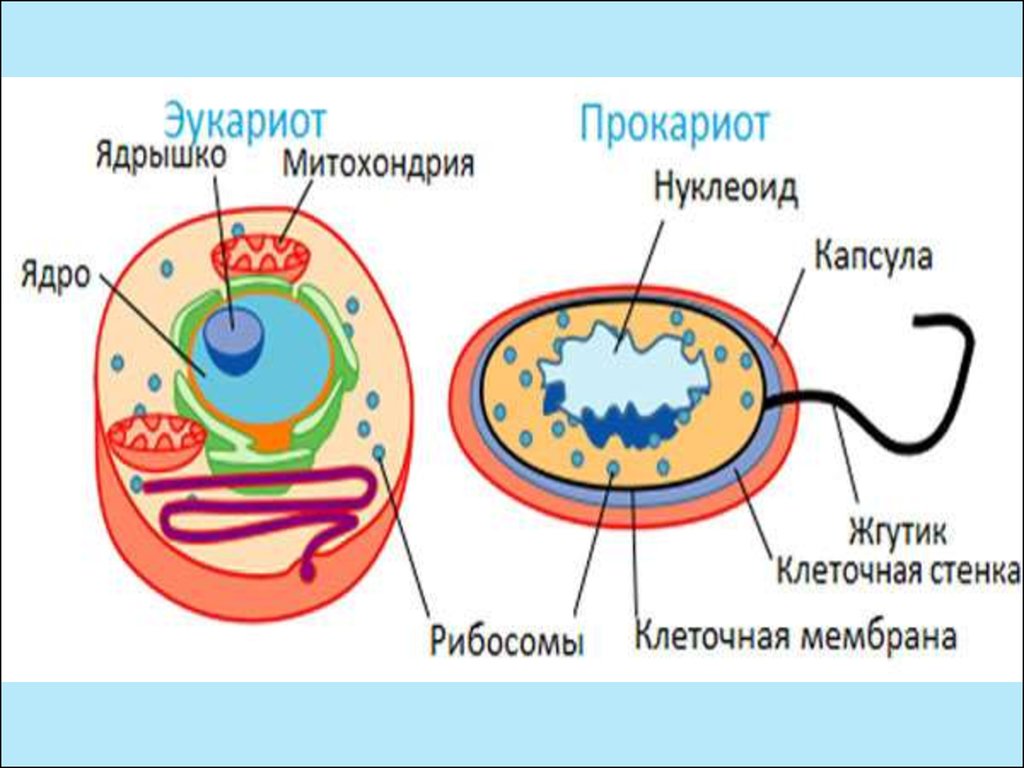 Клетки прокариот имеют ядро