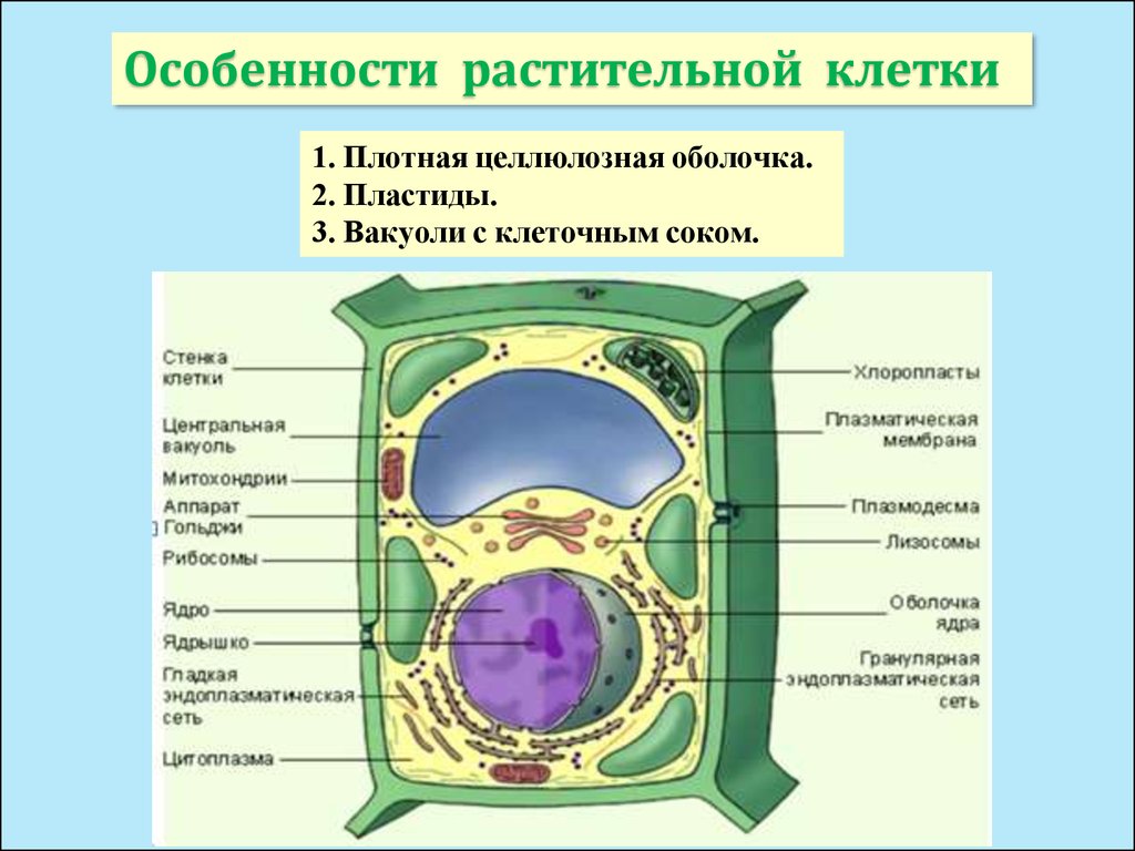 Какие особенности строения растительной клетки