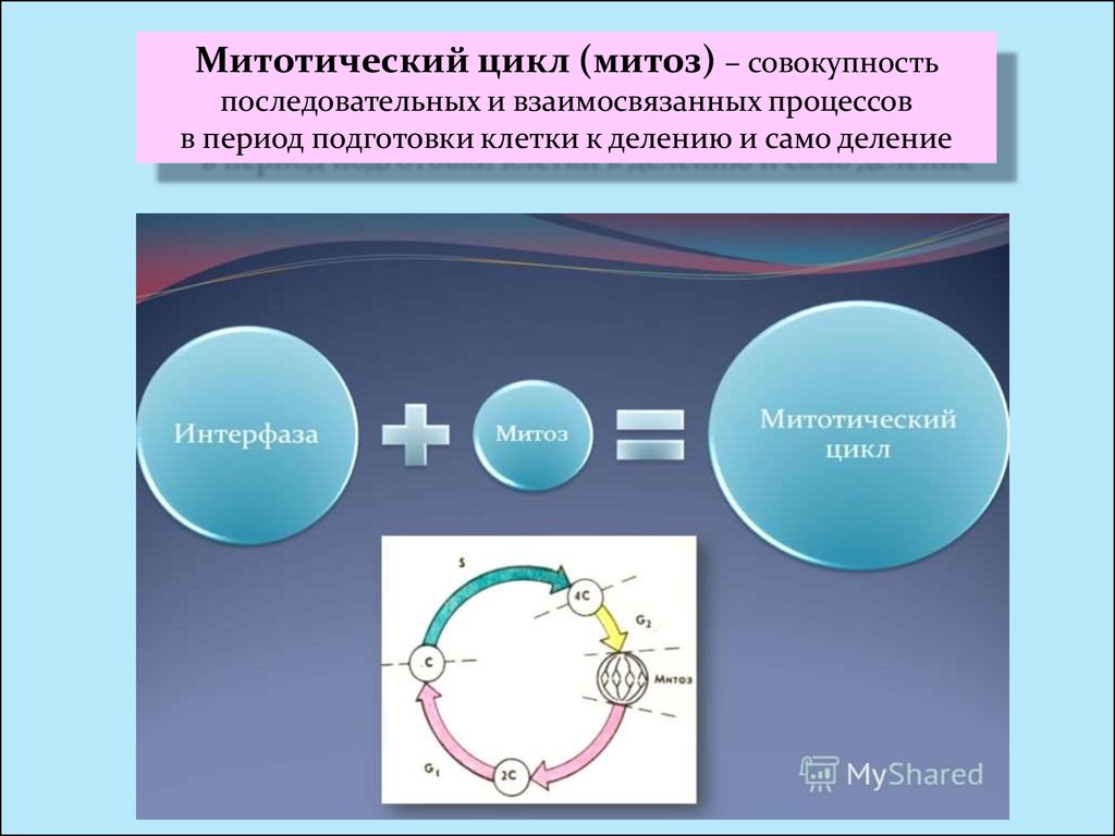 Деление клетки митотический цикл